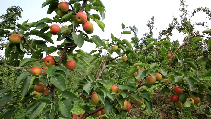 即将丰收的南果梨（央广网发  海城市委宣传部供图）