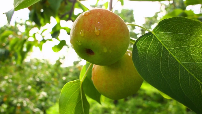 南果梨的香气和味道在梨界独树一帜（央广网发  海城市委宣传部供图）