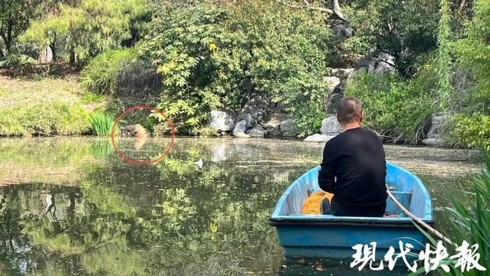 饲养员在蹲守逃跑的卡皮巴拉。