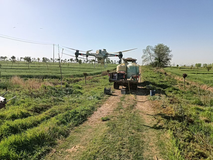 安徽太禾林业开发有限公司飞手正在对碧根果树进行无人机打药。资料照片
