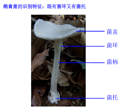 ▲裂皮鹅膏