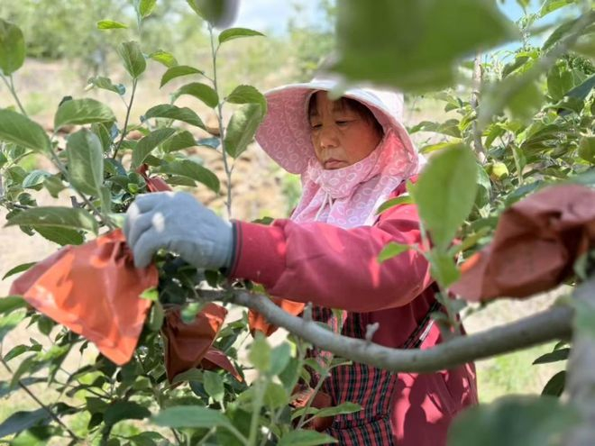 山东蜜桃进入成熟时节，农户正在为第一批蜜桃套袋。刘浩 | 摄
