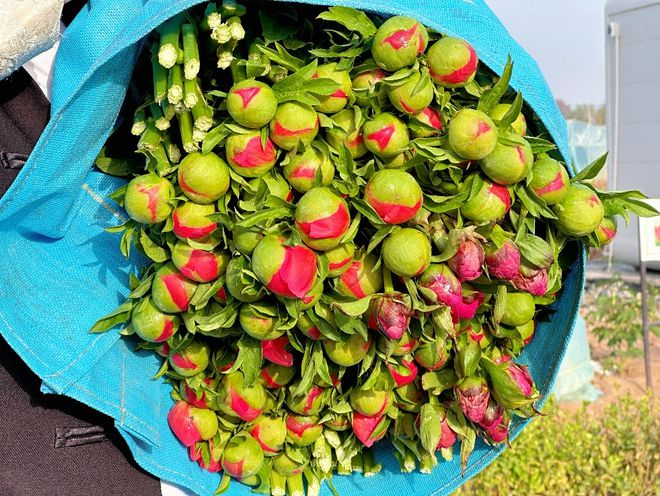 基地的芍药准备发往全国，今年，张凝钊已多次报名了拼多多百亿补贴活动。李康 | 摄