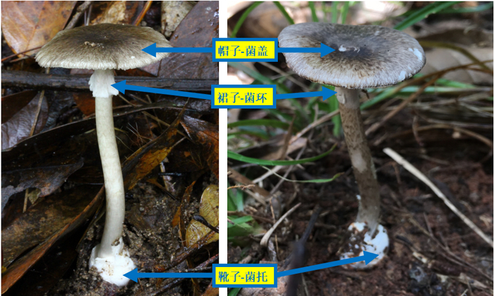 ▲灰花纹鹅膏
