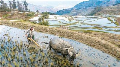 图为云南省元阳县阿者科村村民在驱牛犁田。 新华社记者 胡超 摄