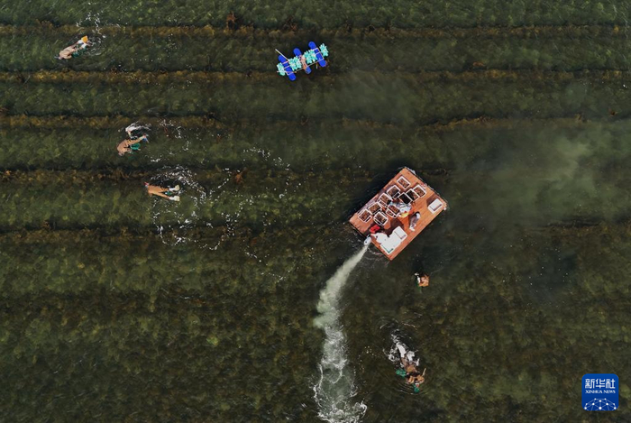 5月12日，河北省昌黎县茹荷镇一家海参养殖合作社的工人在捕捞海参（无人机照片）。  新华社记者 杨世尧 摄