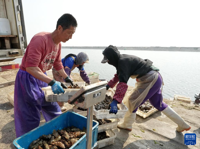 5月12日，河北省昌黎县茹荷镇一家海参养殖合作社的工人将收获的海参称重。  新华社记者 杨世尧 摄