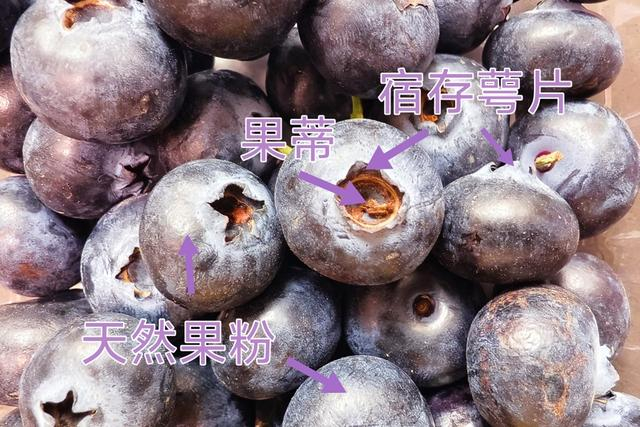 蓝莓果蒂部分容易积水（图源：作者拍摄）