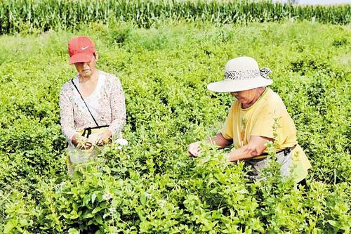     5月6日，故城县建国镇三里庄村金银花种植基地，种植户正在采摘金银花。 本组图片由齐红雨摄
