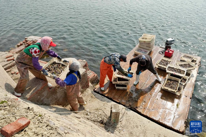 5月12日，河北省昌黎县茹荷镇一家海参养殖合作社的工人在将捕捞的海参搬运上岸。  新华社记者 杨世尧 摄