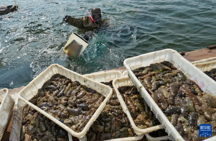 5月12日，河北省昌黎县茹荷镇一家海参养殖合作社的工人在捕捞海参。  新华社记者 杨世尧 摄