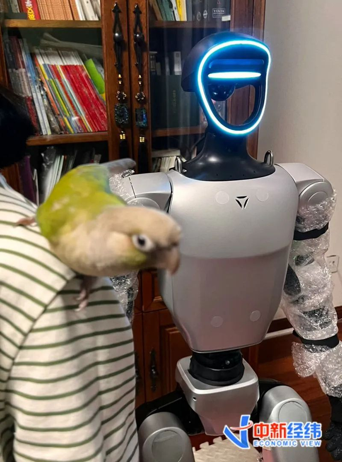 人形机器人在逗鹦鹉 受访者供图
