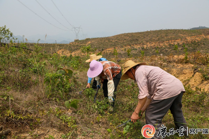 种植户正在油茶林里除草维护。广西百色市林业局供图