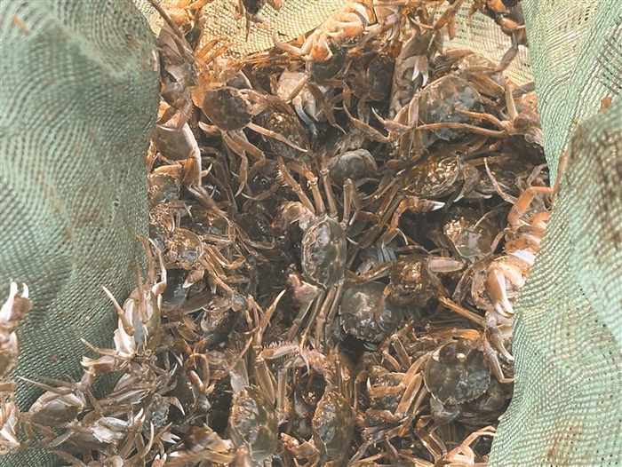     小河蟹个大体壮。