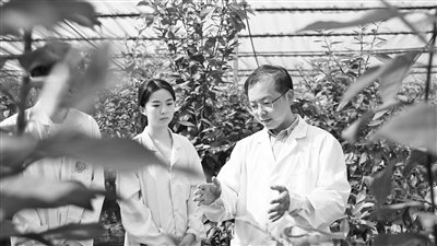 ▲西南大学柑桔研究所王雪峰研究员（右一）在所内育种基地进行研究。受访者供图