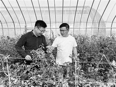 安徽农业大学皖西南综合试验站站长徐支青（左）与种植户交流蓝莓栽培技术。    本报记者 洪敬谱摄