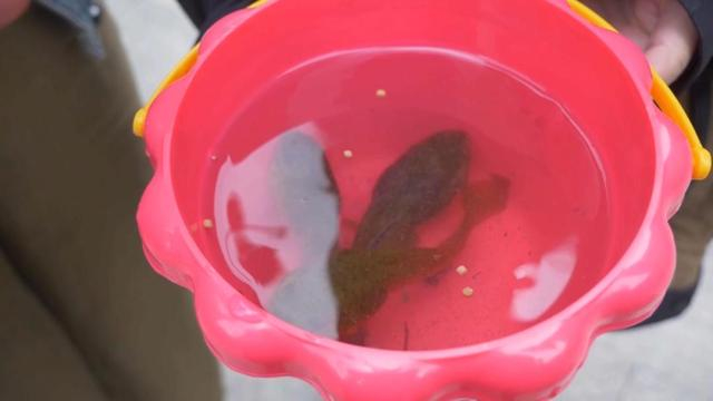 被捕捉到的牛蛙蝌蚪 贵阳市民供图