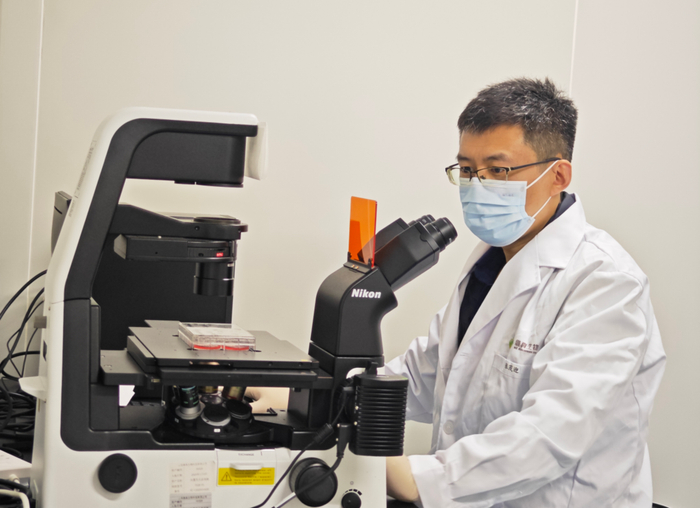 山东维真生物科技有限公司基础试剂生产部部长张茂迎，正在观察细胞转染效率。