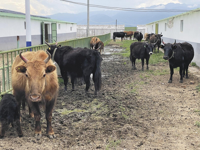 合作社养殖的娟姗犏牛。栾雨嘉 摄