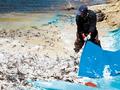 30万尾鱼苗
“落户”一八七团滴水湖