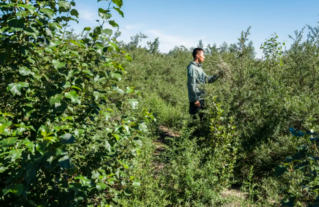 村民在查看沙棘生长情况。东胜区融媒体中心供图