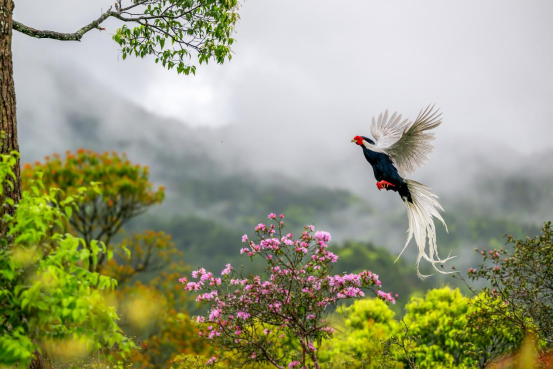 白鹇与杜鹃相互映衬。张爱娟 摄