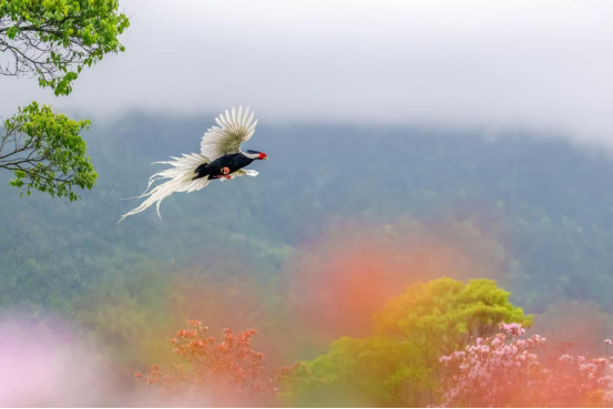 展翅高飞的白鹇。张爱娟 摄