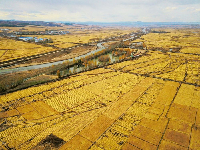 吉林省延边朝鲜族自治州的秋收稻田（黄昕欣 摄）