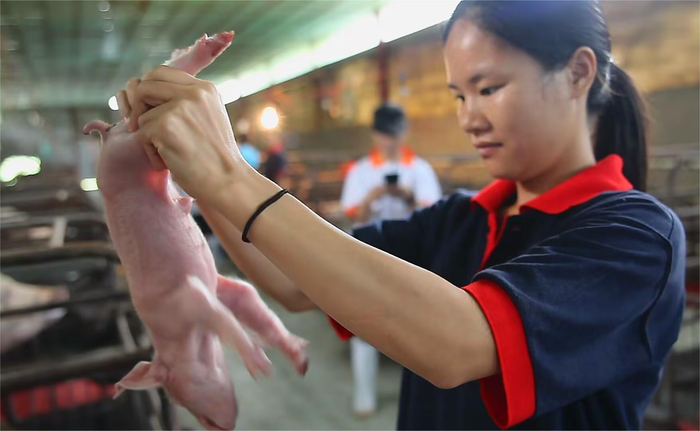 　　 技术人员在察看生猪的生长状况。（受访者供图）