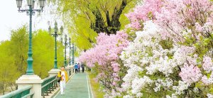 　　冰城大街小巷丁香花开成海。 “哈报手机记者” 刘亚东摄