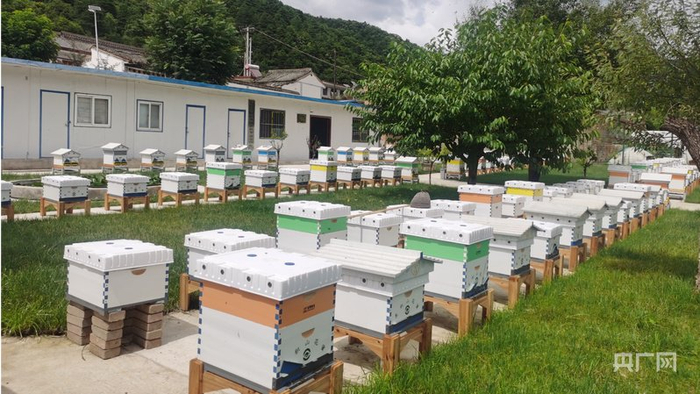 麦积区石咀森源蜂业农民专业合作社智慧蜂场（央广网发 麦积区委宣传部供图）