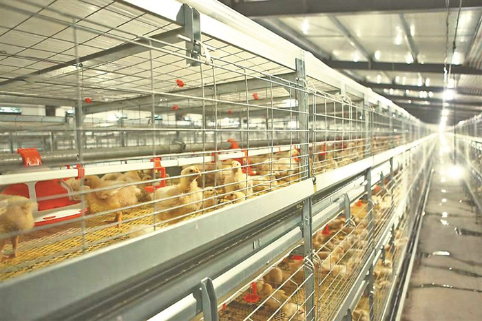 大锦农肉鸡饲养。