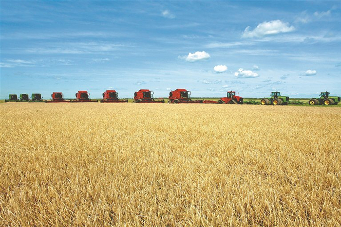 丰收现场（资料片）。