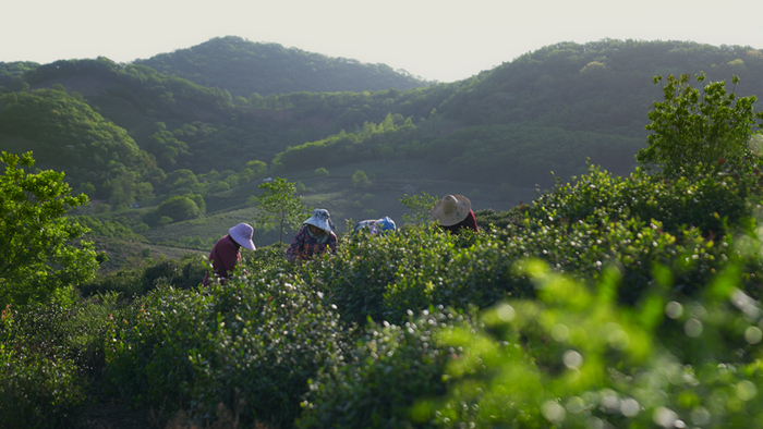   茶农正在采茶。新华网发（张志东 摄）