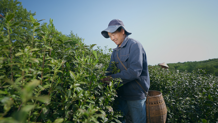   茶农正在采茶。新华网发（张志东 摄）