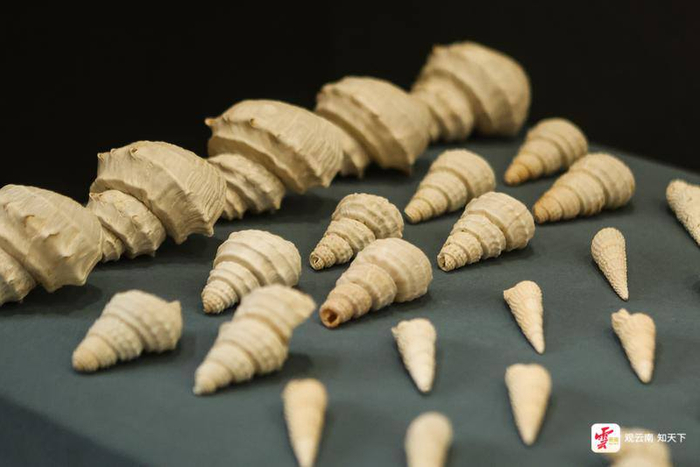 地层中出土的完整螺壳。