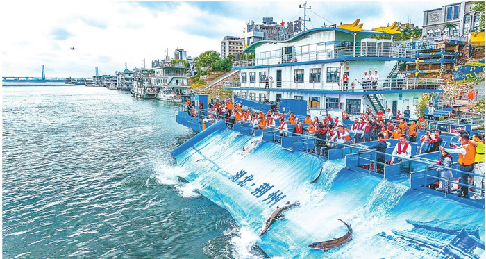 5月8日，长江荆州段约10万尾中华鲟分批次放归长江。 （湖北日报通讯员 张梦瑶 摄）