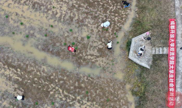 2025年5月17日，在四川省成都市双流区永安镇梨园村，成都开放大学双流学院的大学生正在帮农户插秧。