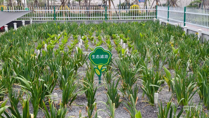 王楼村的生态滤池（央广网记者  郝振青  摄）