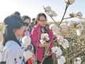 聂新辉：让棉田开出“科技花”