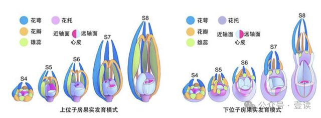 图源：中国农业科学院官网