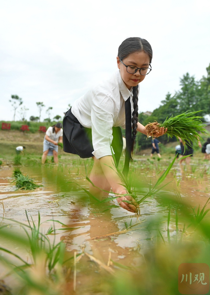 2025年5月17日，在四川省成都市双流区永安镇梨园村，成都开放大学双流学院的大学生正在帮农户插秧。