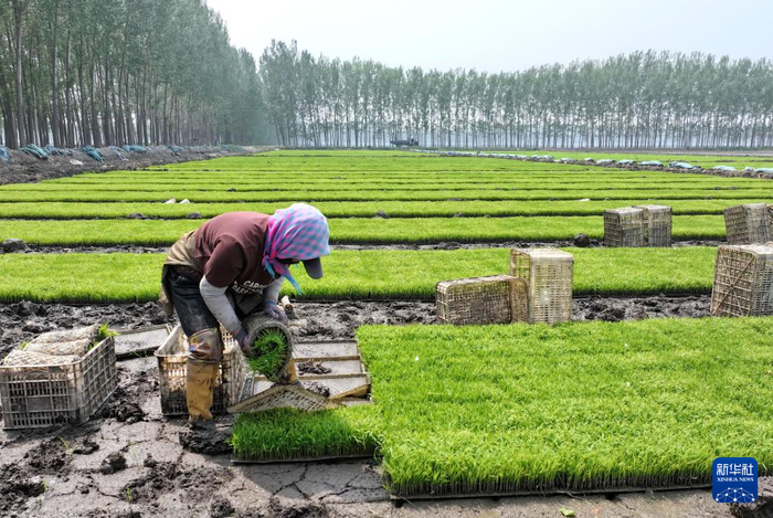 5月17日，河北省唐山市曹妃甸区第八农场的农民在水稻秧苗田起秧（无人机照片）。  新华社记者 杨世尧 摄