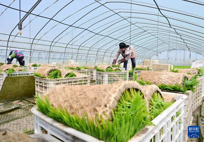5月17日，河北省唐山市曹妃甸区第八农场的农民在水稻秧苗棚内起秧。  新华社记者 杨世尧 摄