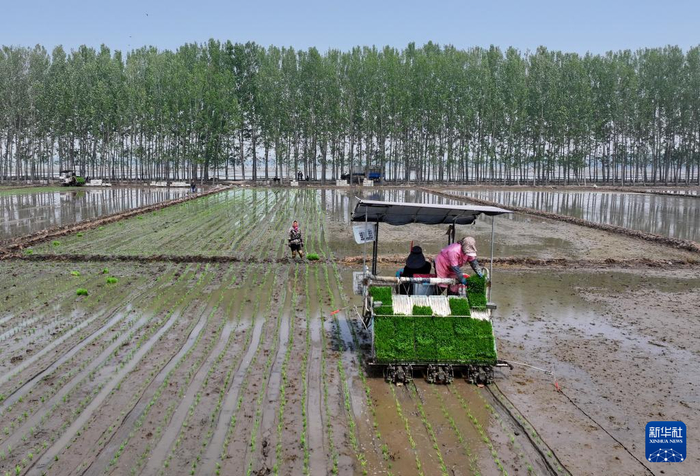5月17日，河北省唐山市曹妃甸区第八农场的农民在田间使用农机插秧（无人机照片）。  新华社记者 杨世尧 摄