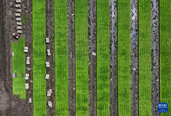5月17日，河北省唐山市曹妃甸区第八农场的农民在水稻秧苗田起秧（无人机照片）。  新华社记者 杨世尧 摄