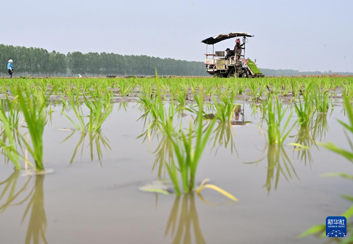 5月17日，河北省唐山市曹妃甸区第八农场的农民在田间使用农机插秧。  新华社记者 杨世尧 摄
