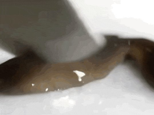 涡虫被切成多段后再生｜图源：Bio Science