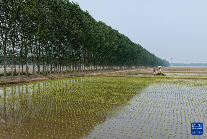 5月17日，河北省唐山市曹妃甸区第八农场的农民在田间使用农机插秧（无人机照片）。  新华社记者 杨世尧 摄