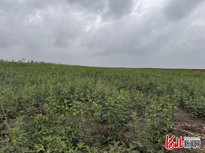 5月9日，沧州渤海新区黄骅市纳茉农场数千亩苜蓿长势良好，即将收割。河北日报记者白云摄